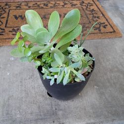 Succulents 