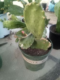 Large Blooming Prickly Pear Cactus in Pot – Rare Variety, Actively Flowering! ¡Gran Cactus Nopal