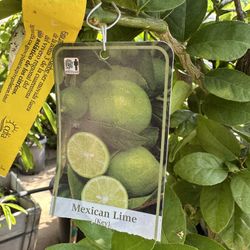 Mexican Key Lime 25gal