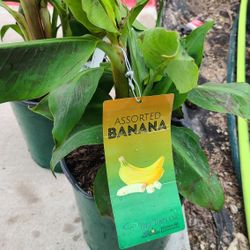 Banana Trees Grafted 2gallon Dwarf Cavendish 
