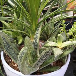 Succulents Arrangement And  White Pot.
