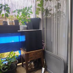 Plants, Mini Fridge 