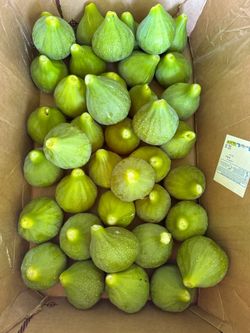 We have figs today ($6/1Ibs)