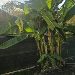 Free Hoja De Platano 