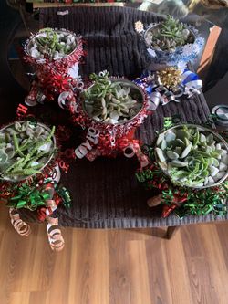 Holiday Succulent Arrangement