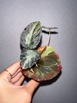 Begonia Burkillii