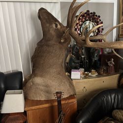 Massive Real Bull Elk Shoulder Mount Taxidermy | 6x6 Trophy Antlers | Man Cave Decor 