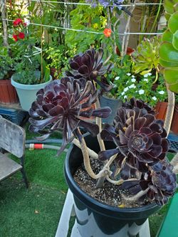 Suculenta Echeveria
