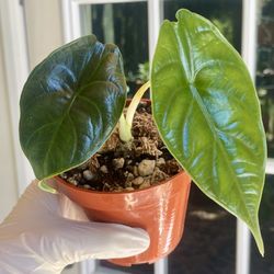 Alocasia Green Unicorn 