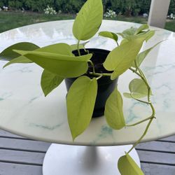 Lemon Lime Philodendron  (Out/In Door Life Plant)