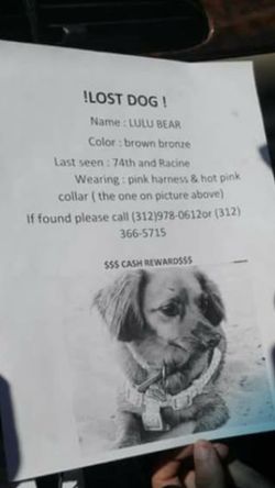 Lost dog