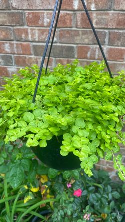 Creeping Jenni hanging basket