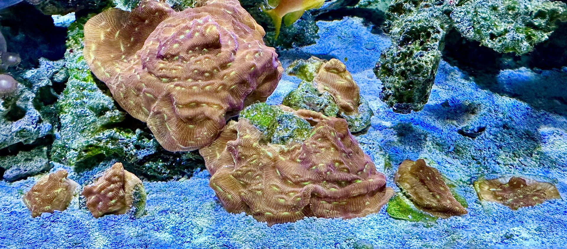 FAKE Coral Aquarium Decor FRAGS