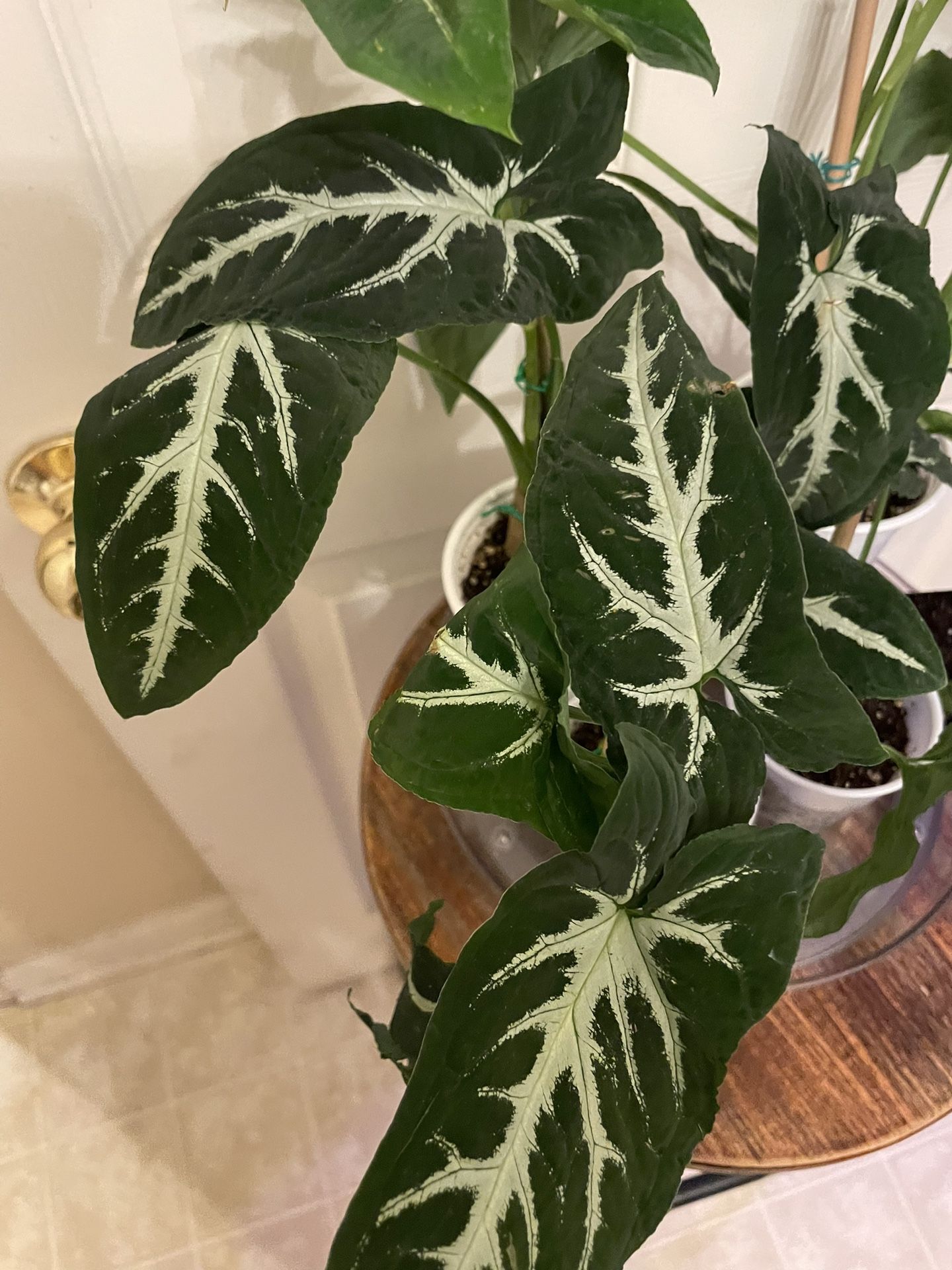 $7+ | Syngonium Wendlandii | Arrowhead Plant