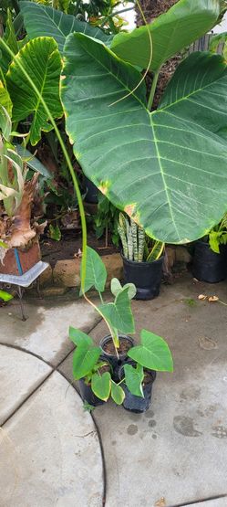 Giant Elephant Ear, Will Grow Into Colocasia Plant Huge Leaf