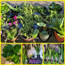 Plants.  Cactus 🌵 Succulents. 