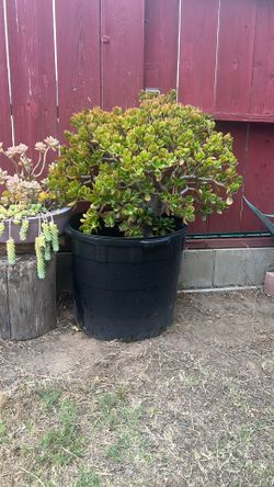 Jade Plant