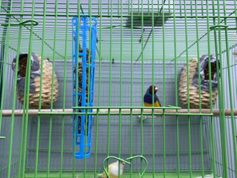 Cage for sale
