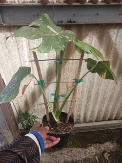 Variegated Monstera 