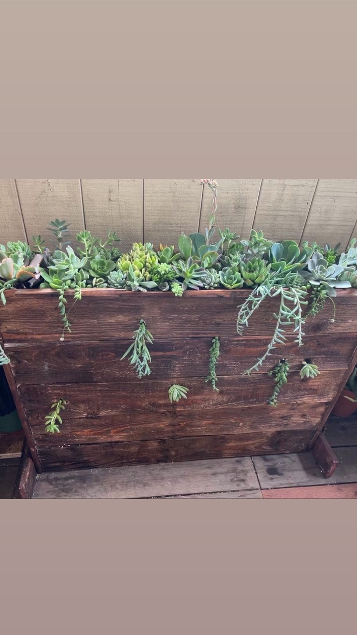 Succulent planter