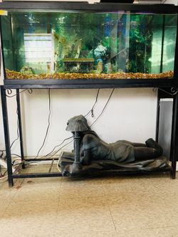 55gallon fish tank