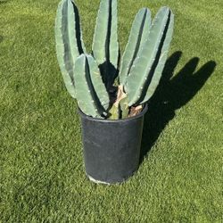 Cactus Plant