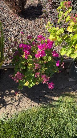 Geranium two plants on pot