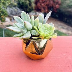 Small succulent arrangement