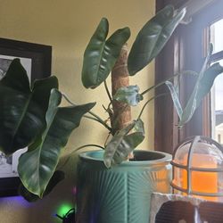 Variegated JOSE BUENO (Possibly Reverted) 