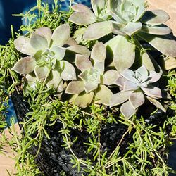 Light purple with green succulents