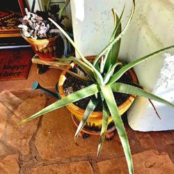 Large Clay Pot With ALOE PLANT