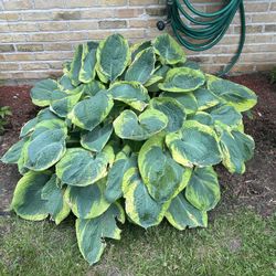 Perennial Plants