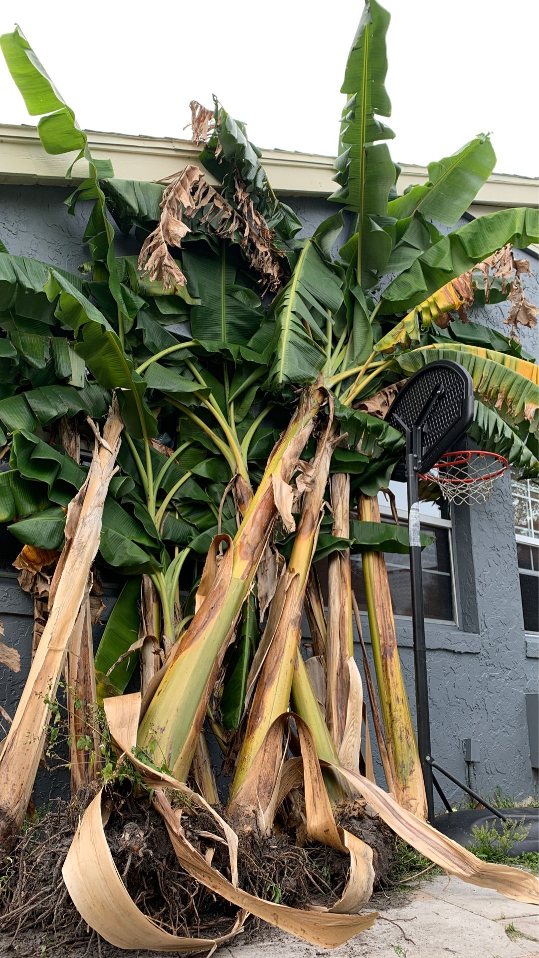 Plantain trees/ green bananas trees for Sale in Alafaya, FL OfferUp