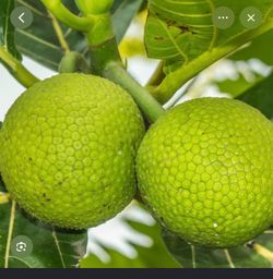 Breadfruit trees