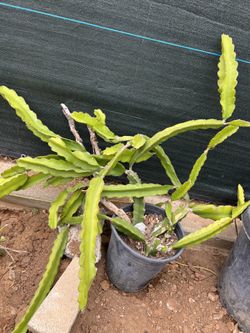 Pitahaya