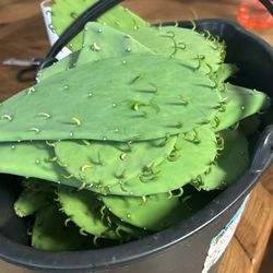 Nopales