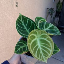 RARE. Anthurium Dorayaki Plant $35
