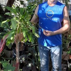 Large Corn Plant Dracaena Massangeans Houseplant