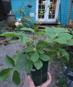 Plant Sale! Veggies and Perennials