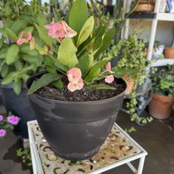 Plant