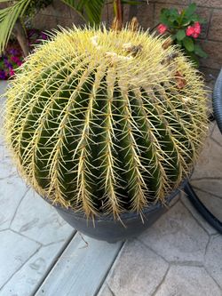 Cactus