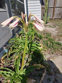 AMARYLLIS PLANTS / BULBS