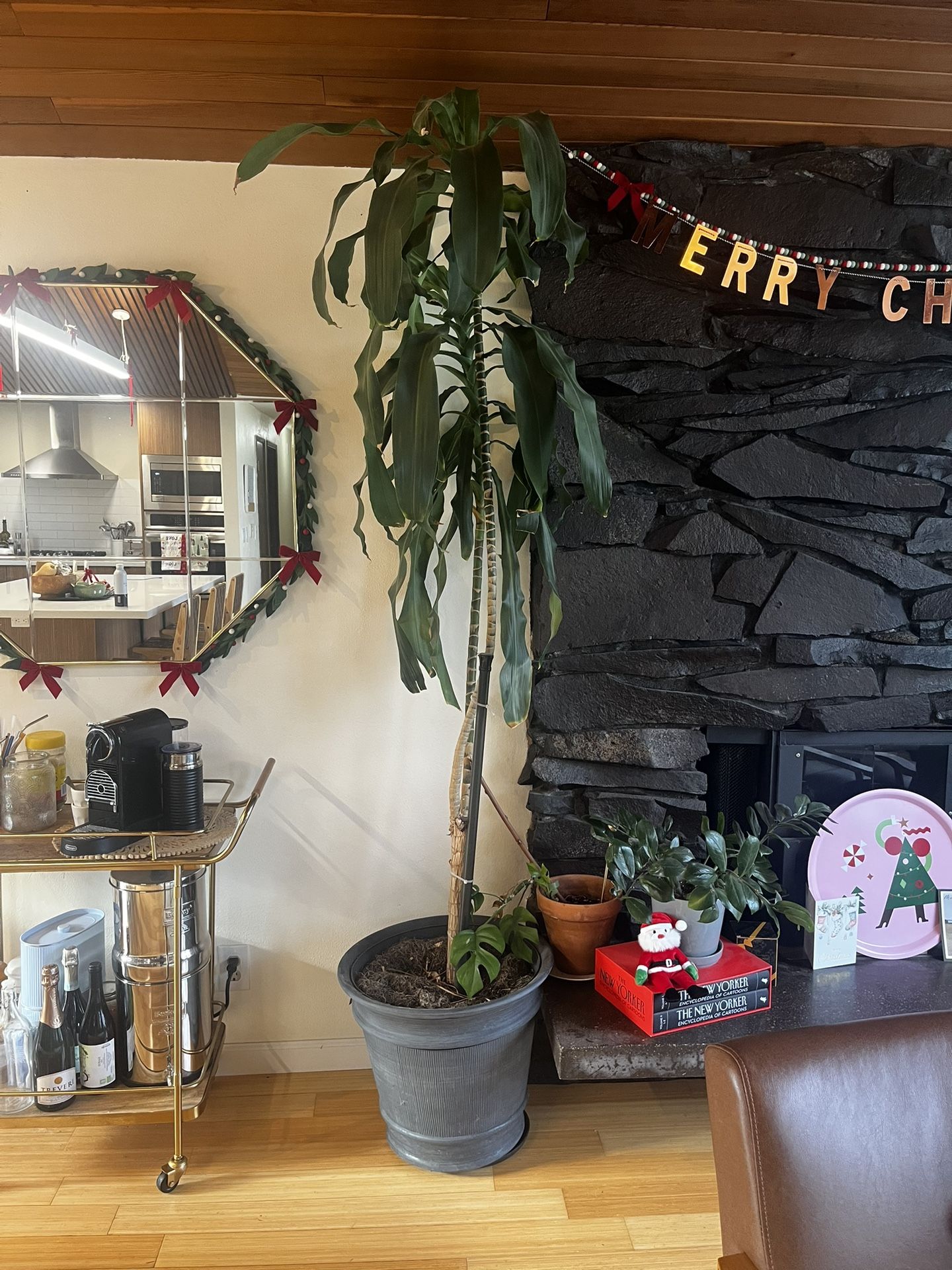 Ceiling Height Corn Plant