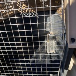 Dog Kennel 