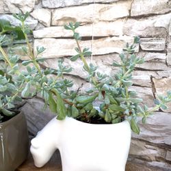 Succulent Pink Ice House Plant, In Cute Ceramic Pot 3"x5"L.