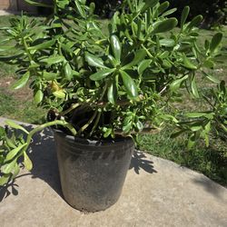 Suculent jade plant