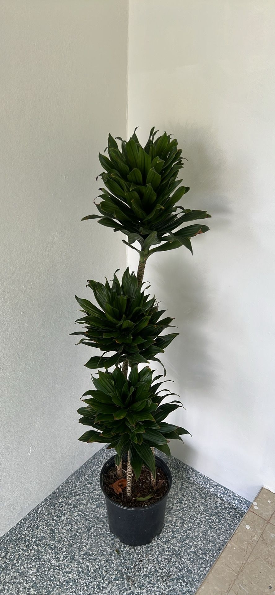 House Plant