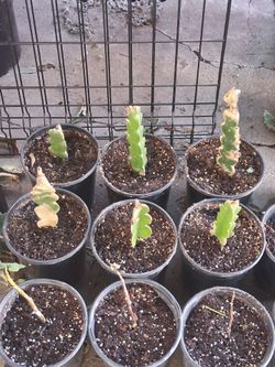 Dragonfruit Plants