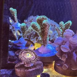 Neon Green Stylo Frag – Hardy SPS Starter