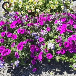 PREMIUM FLOWER HANGING BASKETS AVAILABLE (PERENNIALS &ANNUALS)